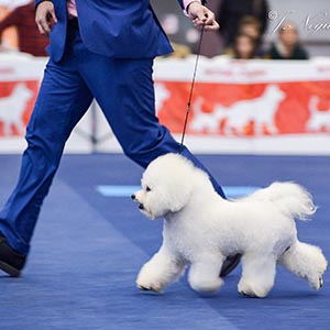 Professional Handler in Spain