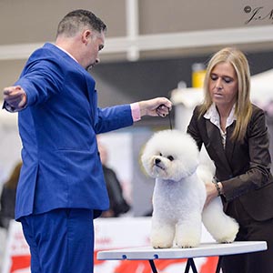 Professional Handler in Spain